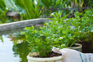 celery leaf plant, green and fresh. often used as an additive to food. provides a fresh taste and aroma isolated on blur background Apium graveolens