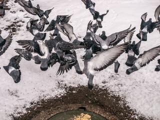 Pigeons eat scattered seeds. Feeding a flock of pigeons. City birds. Selective soft focus. color nature