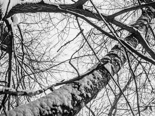 Tree branches covered with frozen snow on a cold winter day. Black and white photo