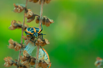 A Jewel Bug Scutelleridae is crawling on the branch of the bush