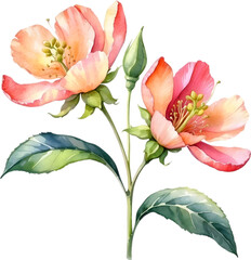 Watercolor flower with leaves painting.