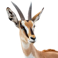 Foto auf Alu-Dibond impala antelope isolated © KirKam