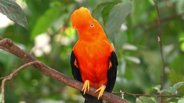 Male Andean cock-of-the-rock, rupicola peruvianus) with striking plumage, perched on tree branch, shaking its head, curiously wondering around the surroundings, close up shot.