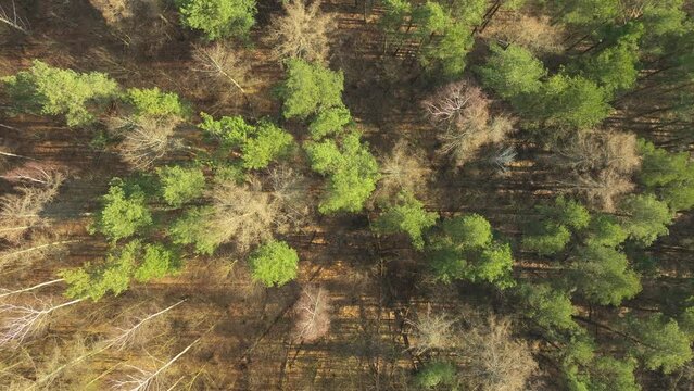 Topdown Aerial Of Treetops On A Sunny Forest Park Near Chwarzno In Gdynia, Poland. 
