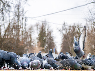 Pigeons eat scattered seeds. Feeding a flock of pigeons. City birds. Selective soft focus. color nature