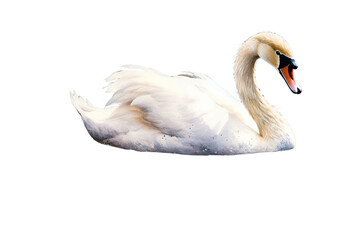 Fototapeta premium lake watercolor swimming swan