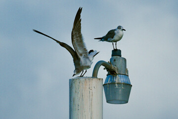a seagull on a light and other seagull on a bar