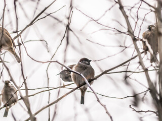 Small sparrow sits on the drying tree branch without leaves during fall season and looking for some food. Fall and first snow with animals. Bird living in city park. Urban birds. soft focus