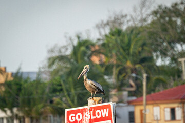 a pelican on a signboard that says "Go Slow"