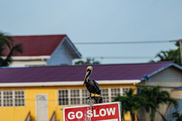 a pelican on a signboard that says "Go Slow"
