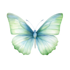Fototapeta na wymiar Vibrant Watercolor Butterfly Illustration isolated