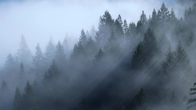 Picturesque view of sun rays falling between trees in Redwood National and State Parks, California, USA. Sun lights poking through thick mist in morning. Mysterious foggy atmosphere , 4k footage 