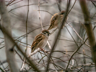 Small sparrow sits on the drying tree branch without leaves during fall season and looking for some food. Fall and first snow with animals. Bird living in city park. Urban birds. soft focus