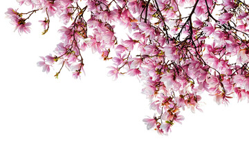 Magnolia Blossom in Full Bloom © Ann