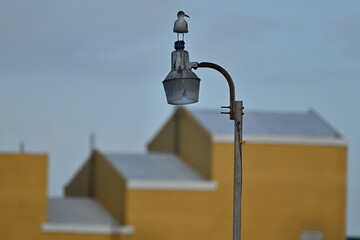a seagull standing on a lamp in front of yellow building in the morning