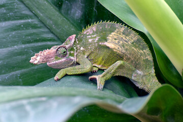 a  Fischer chameleon was on a tree branch with its prey
