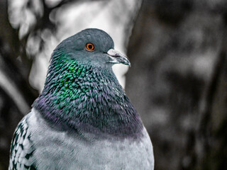 Close up view of the head of rock pigeon. blure background