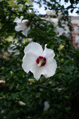 White hibiscus flower on a tree in the garden. Toronto, Canada.