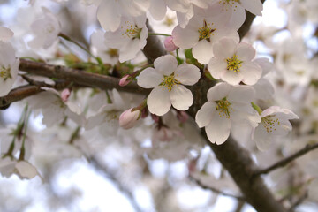 山の桜の花と蕾のクローズアップ、横位置。
