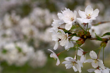 枝の先に咲く満開の桜の花、クローズアップ。