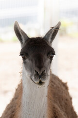 Fototapeta premium close up of a llama
