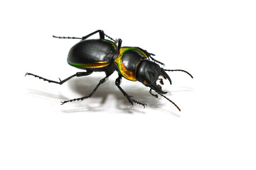 Large Ground Beetle (Mouhotia batesi) isolated on white background.