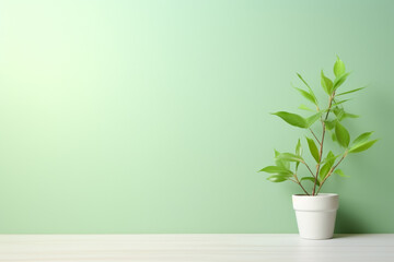 A white potted plant sits on a wooden table in front of a green wall - obrazy, fototapety, plakaty