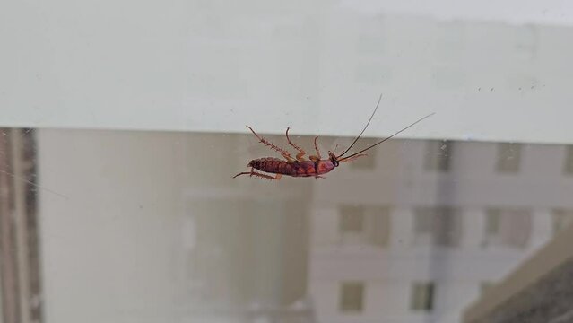 Vertical Footage: A cockroach climbs on glass in a residential area during the daytime