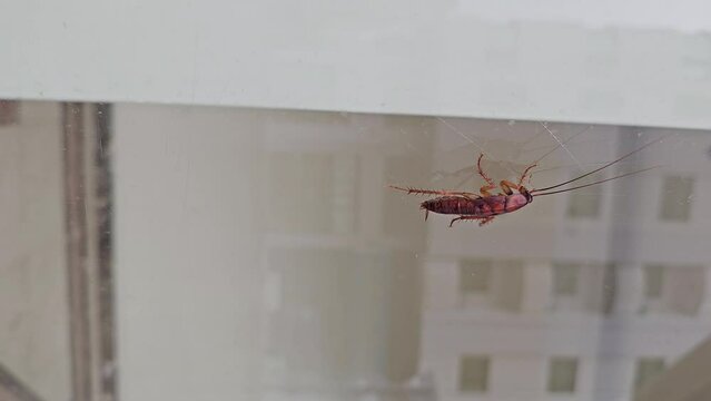 Vertical Footage: A cockroach climbs on glass in a residential area during the daytime