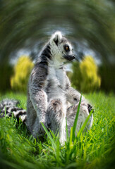 ring tailed lemur