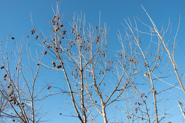 branches against sky