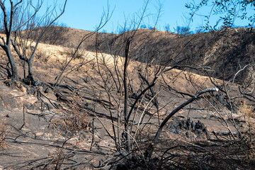 Burn Forest after a Wildfire in California