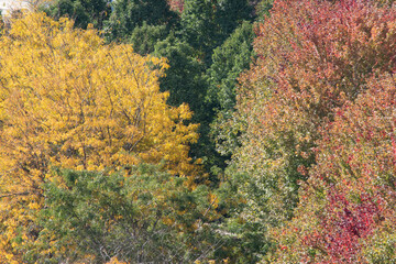 autumn landscape in the forest