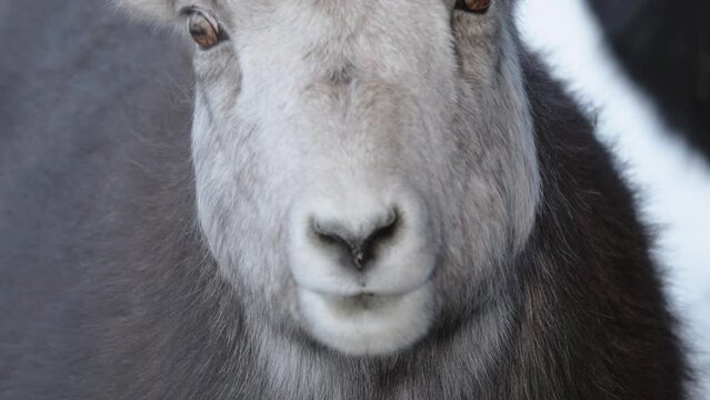 Front Portrait Of Female Thinhorn Sheep In Winter In Yukon, Canada. closeup, ascending reveal shot