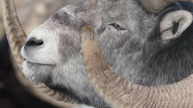 Adult Male Thinhorn Sheep In The Mountains Of Yukon, British Columbia, Canada. Close-up Shot