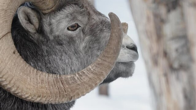 Close-up Of Male Thinhorn Mountain Sheep In Yukon, British Columbia, Canada. 