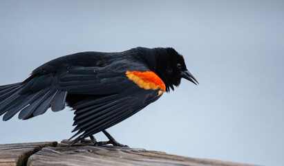 Red Winged Blackbird showing off