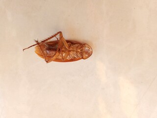 Cockroach isolated on floor.
