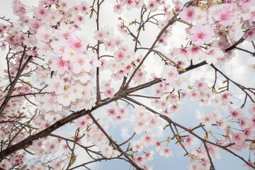 美しい桜