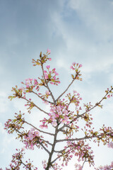 美しい桜