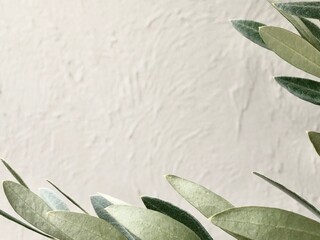 オリーブの葉と白い塗り壁	