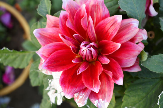 Red dahlia flower in garden. Red flowers. Dahlia pinnata. Beautiful picture of red dahlia. Wallpaper of beautiful Dahlia flower.