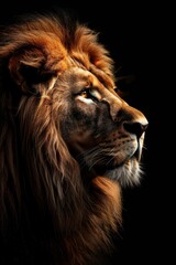 Amazing close-up photos of a lion.
