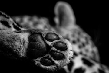 Gros plan sur la patte d'un léopard - obrazy, fototapety, plakaty