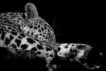 Portrait serré d'un léopard endormi