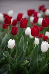 Red and white tulips in the garden, shallow depth of field. Tulip field. 