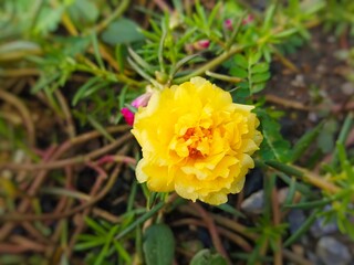 Portulaca grandiflora