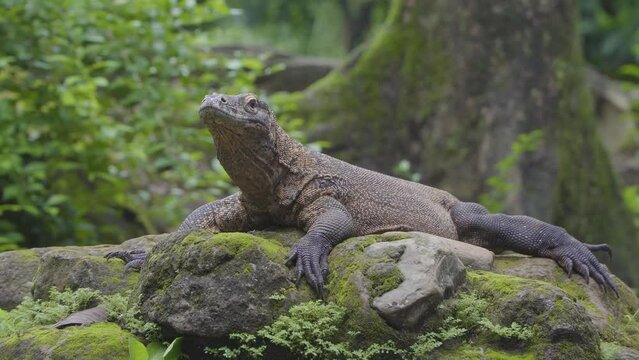 Komodo dragon (Varanus komodoensis). Giant Komodo lizard sunbathing on a rock