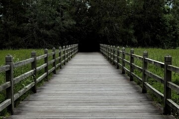 Fototapeta na wymiar Dark old wooden walkway crossing over overgrown lake with big water weeds growing