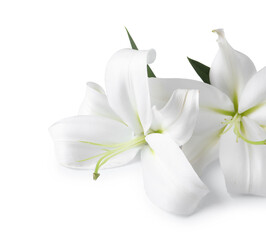 Beautiful lily flowers on white background